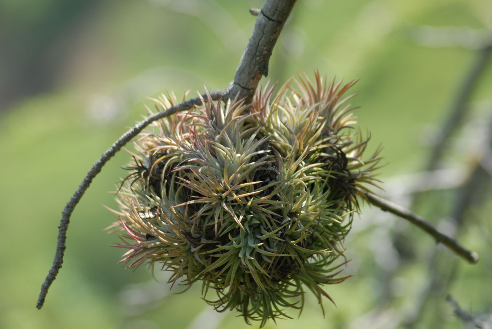 Nikon D200 sample photo. Plant, nature, garden photography