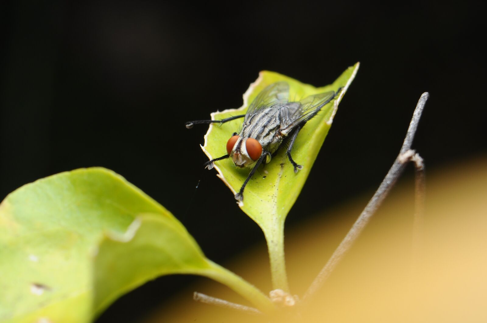 Nikon D90 sample photo. Flies, bugs, green photography
