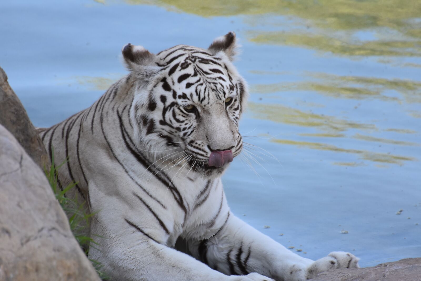Nikon D3400 sample photo. Wildlife, animal, mammal photography