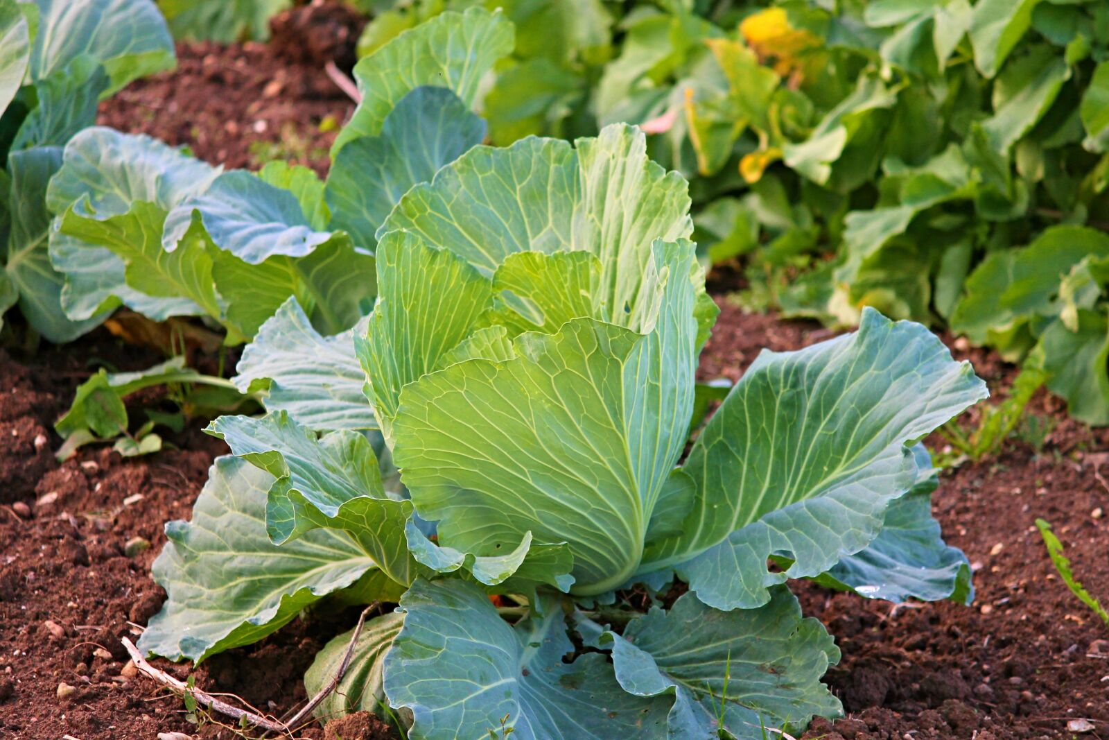 Canon EOS 1100D (EOS Rebel T3 / EOS Kiss X50) sample photo. White cabbage, cabbage, kohl photography