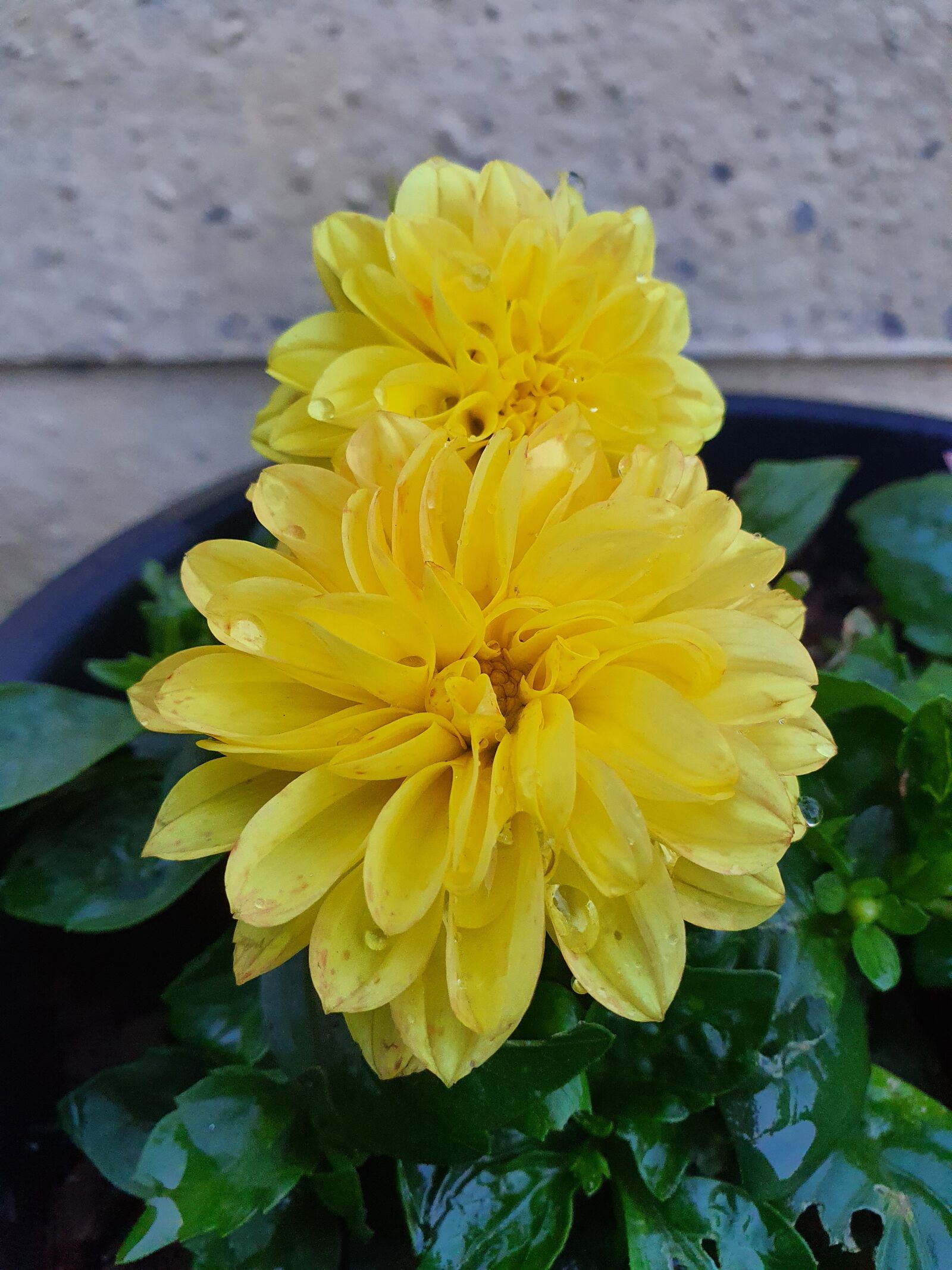 Samsung Galaxy S10 sample photo. Dahlias, yellow, bloom photography