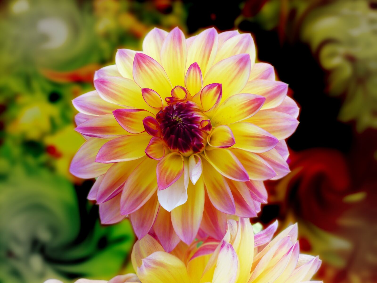 Panasonic Lumix DMC-FZ200 sample photo. Dahlia, flower, bloom photography