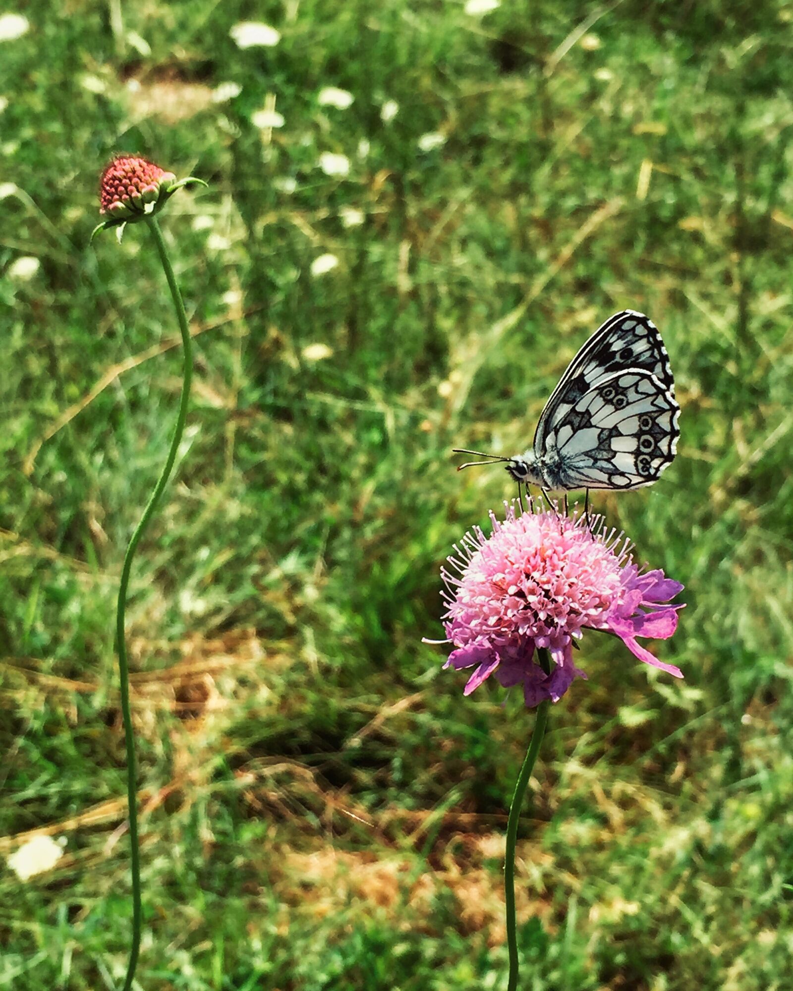 iPhone 6 back camera 4.15mm f/2.2 sample photo. Butterfly photography