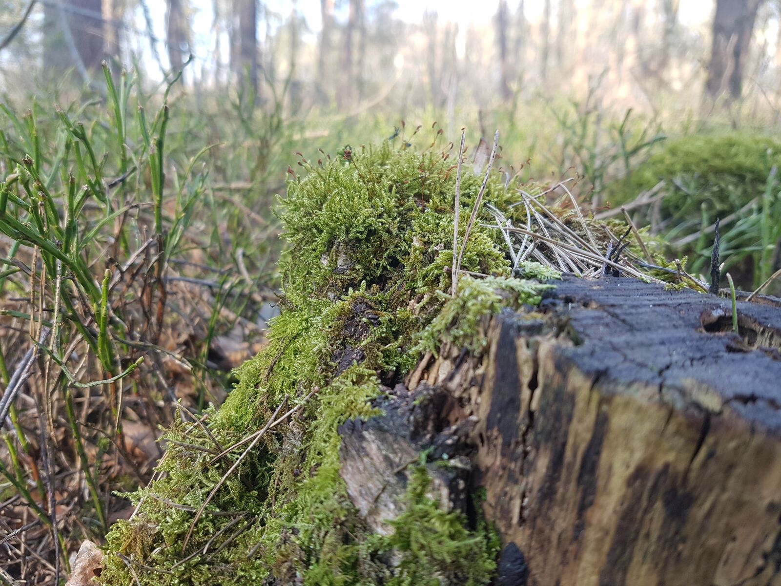 Samsung Galaxy S7 Edge sample photo. Tree stump, moss, forest photography