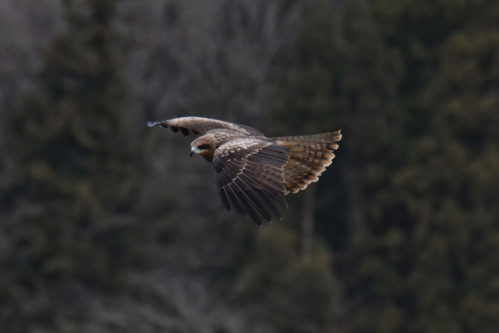 Nikon D7200 sample photo. Animal, forest, bird photography