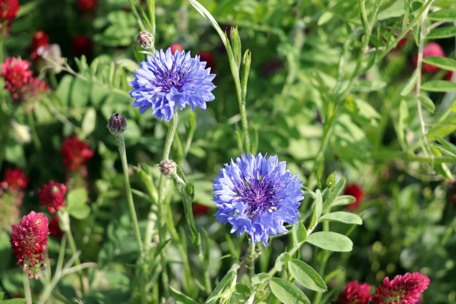 Canon EOS 77D (EOS 9000D / EOS 770D) sample photo. Kronblume, blue, spring photography