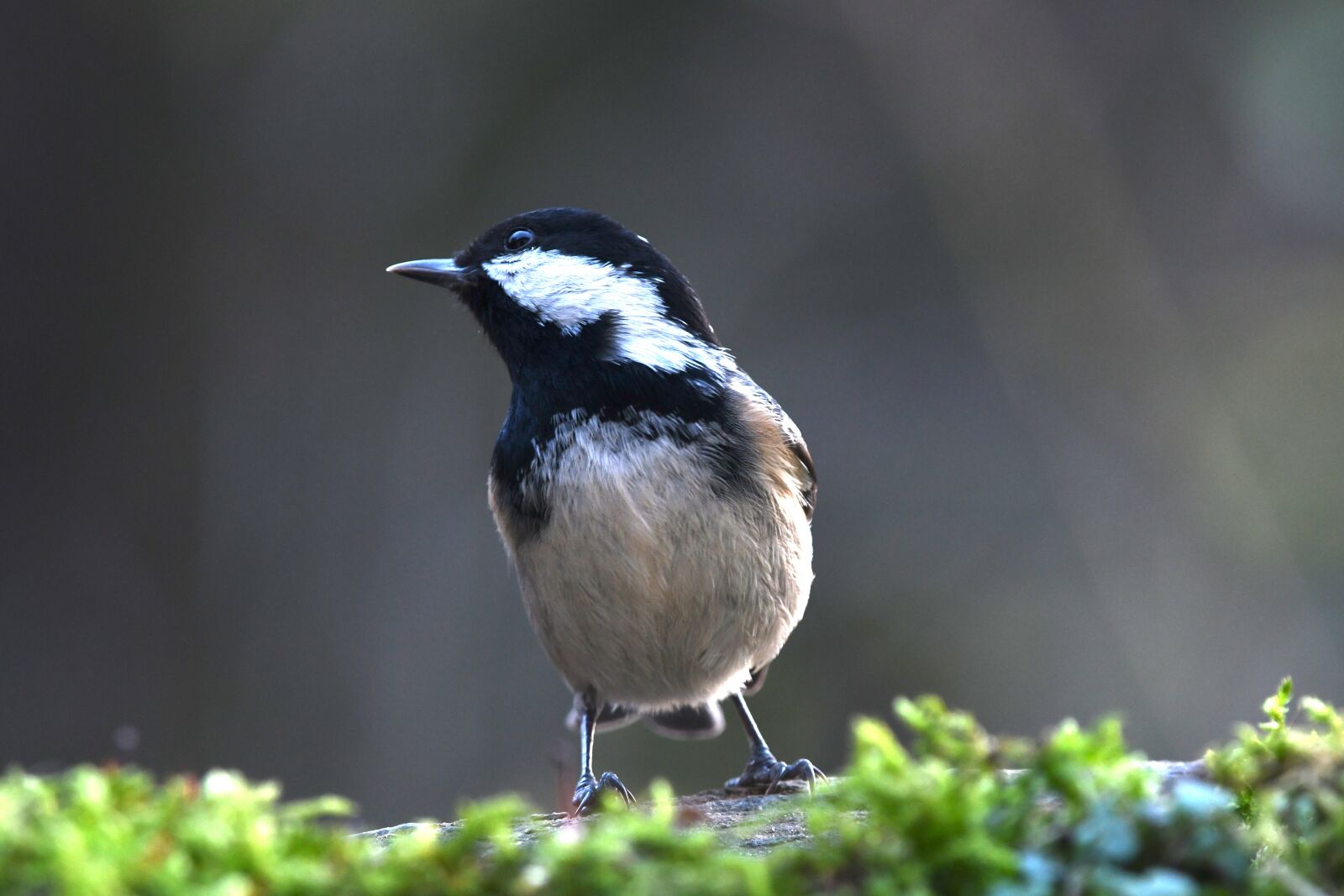 Nikon D7500 sample photo. Coal tit, bird, forest photography