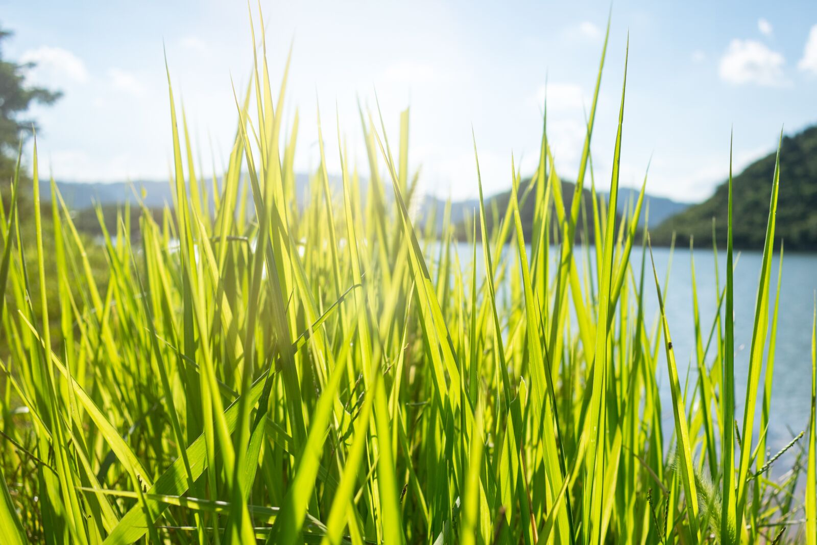 Nikon D3400 sample photo. Grass, thatched, backlighting photography