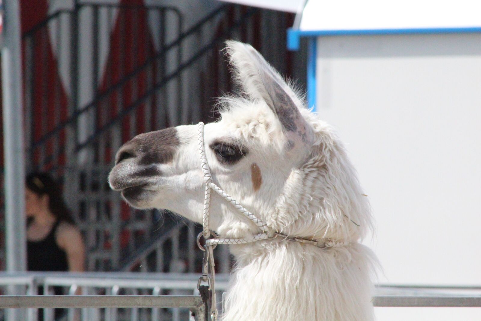 Canon EF 75-300mm f/4-5.6 sample photo. Camel, circus, zoo photography