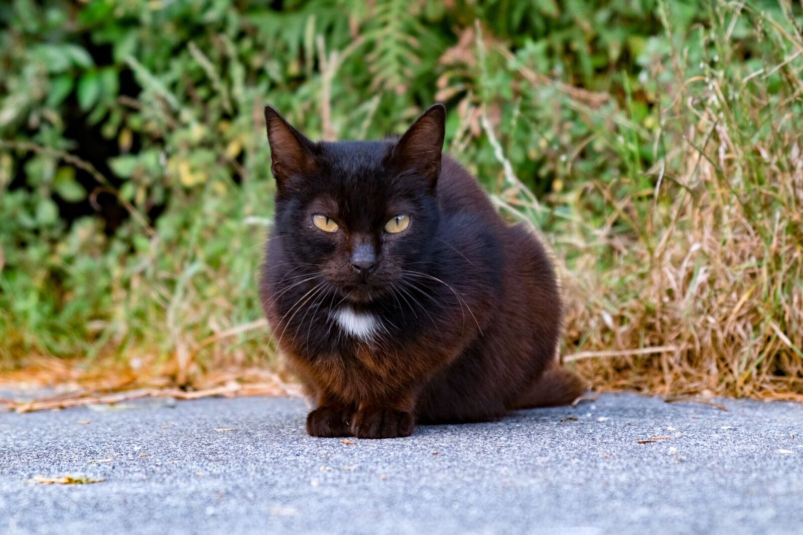 Fujifilm X-T10 sample photo. Black, cat, nice photography
