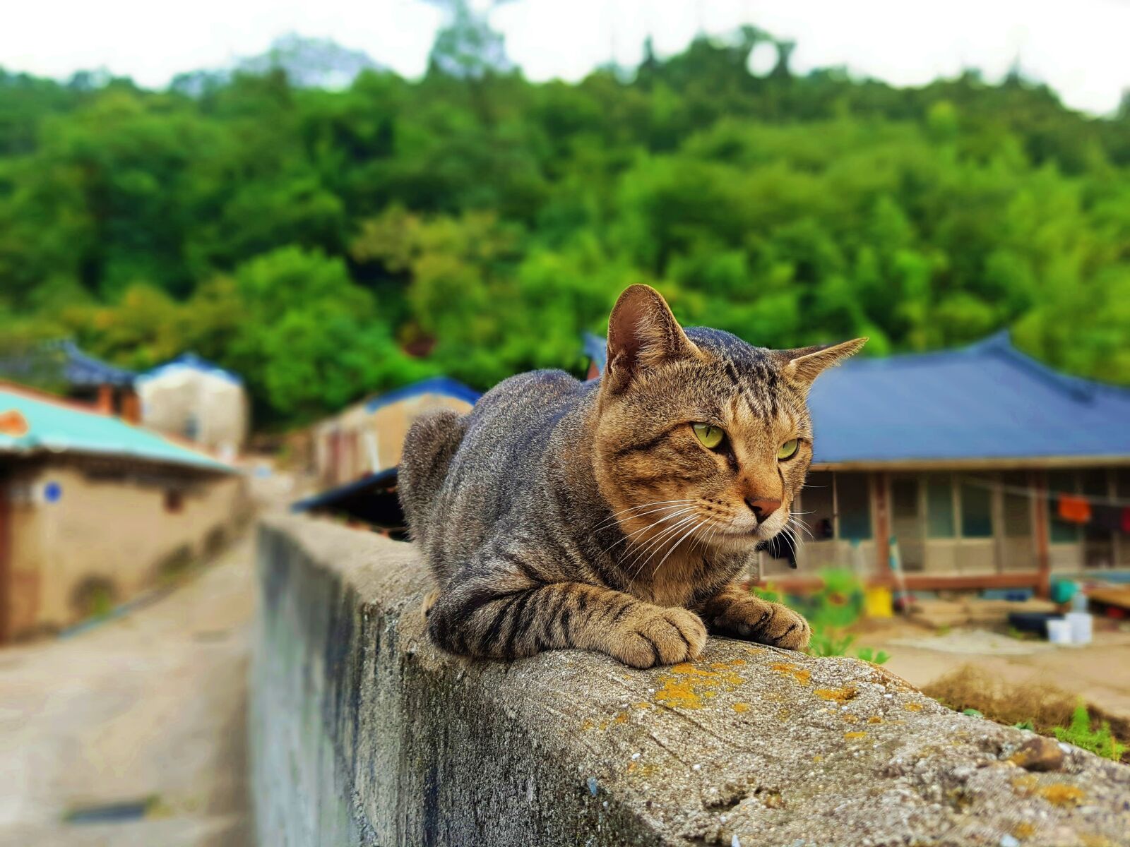 Samsung Galaxy S7 Edge sample photo. Cat, animal, fur photography