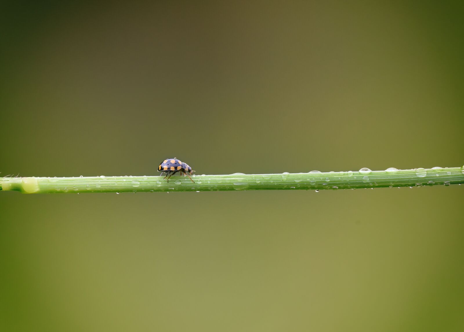 Nikon D810 sample photo. Wild, macro, nature photography