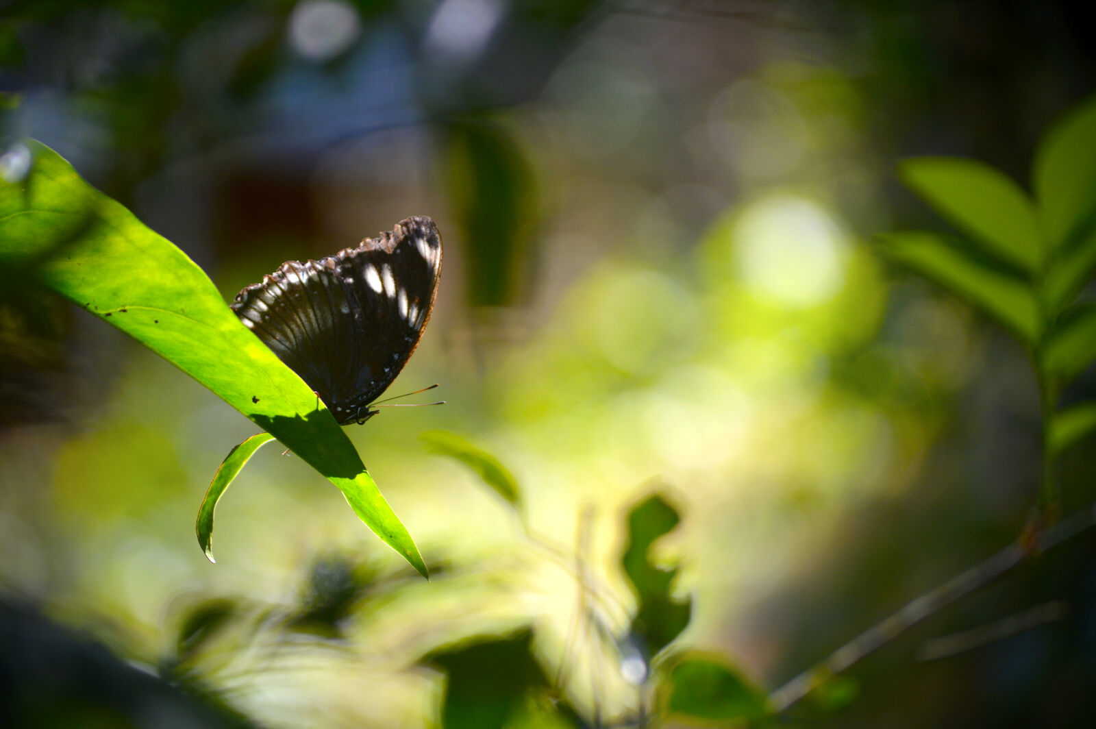 Nikon D3200 sample photo. Butterflies, butterfly, close, up photography