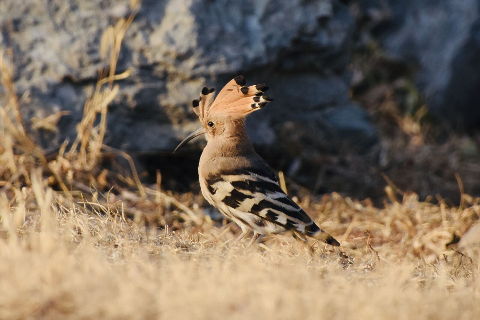 Nikon D7200 sample photo. Bird, animal, feather photography
