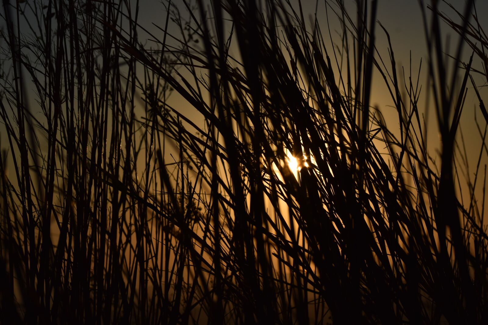 Nikon D3300 sample photo. Sunset, weed, against light photography