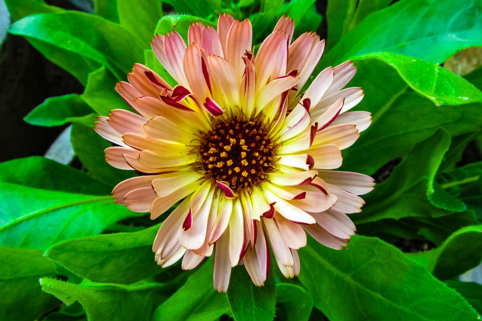 Canon PowerShot SX220 HS sample photo. Pink flower, petals, flower photography