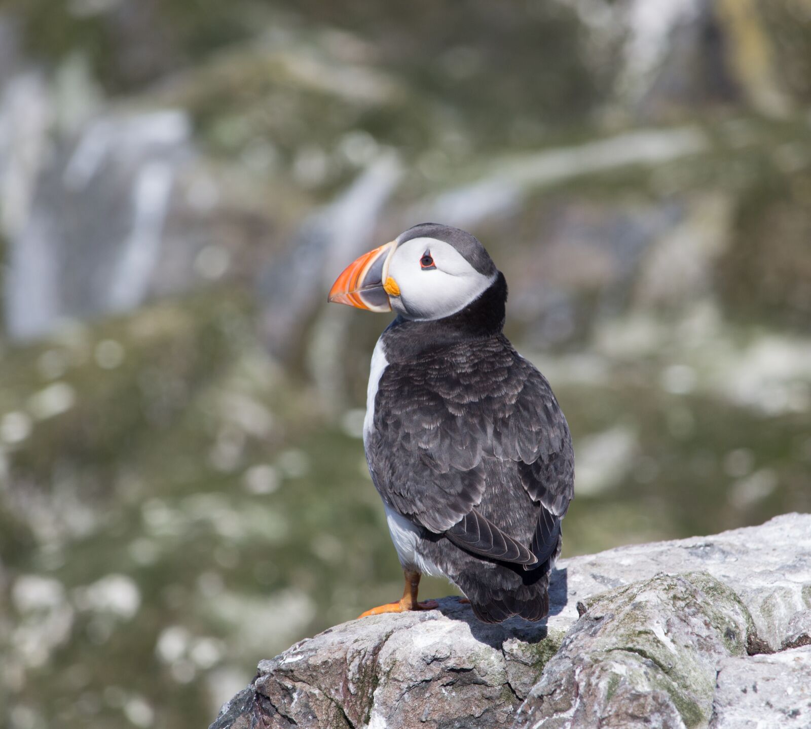 Canon EOS 700D (EOS Rebel T5i / EOS Kiss X7i) sample photo. Puffin, cliff, north sea photography
