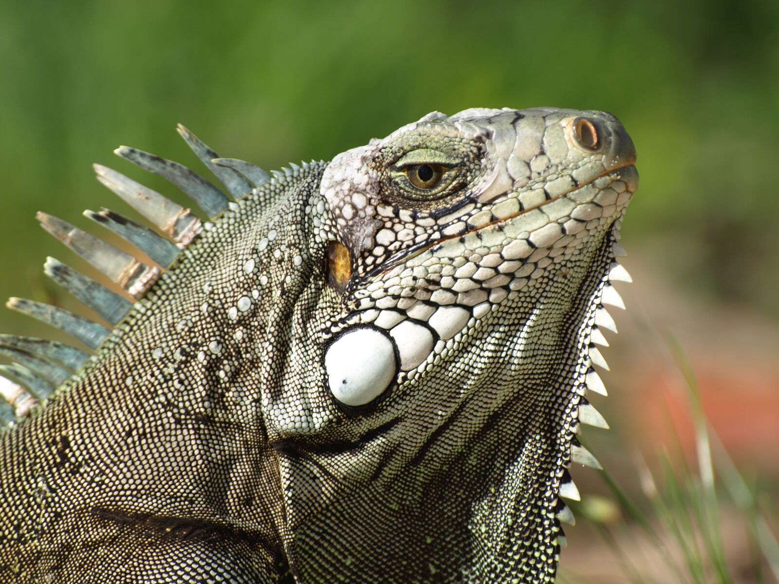 Olympus E-510 (EVOLT E-510) sample photo. Iguana, the lizard, gad photography