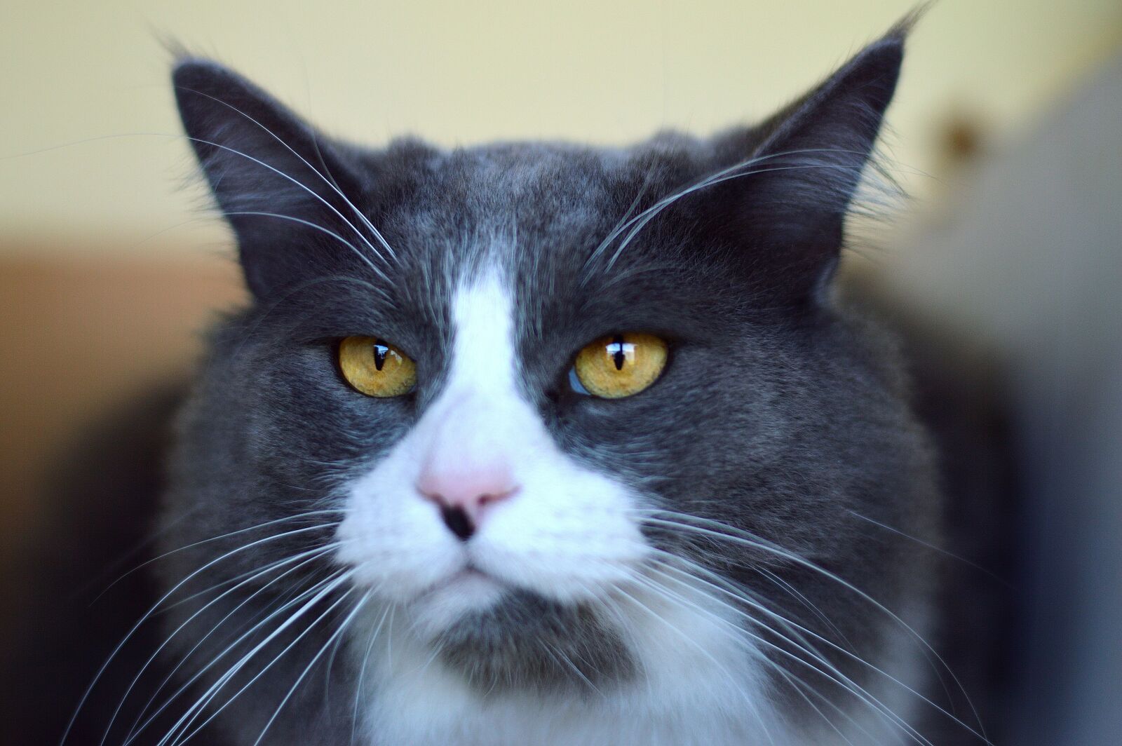 Nikon D3200 sample photo. Face, cat, pet photography