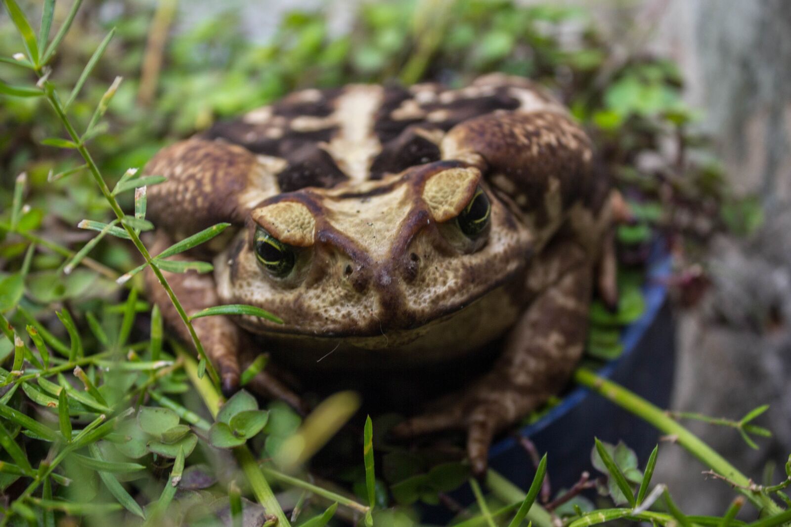 Canon EOS 60D sample photo. Sapo, animal, jardim photography