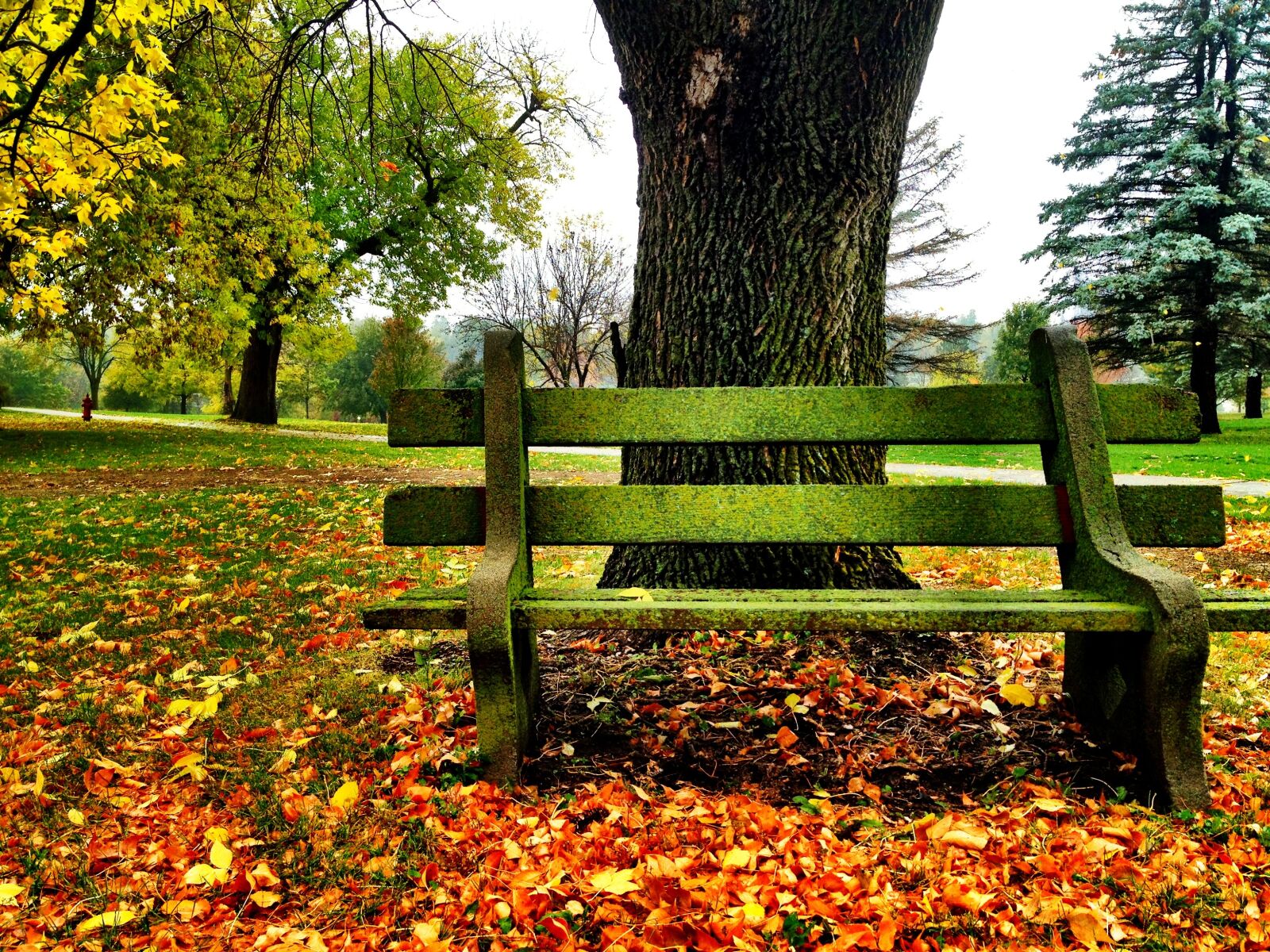 Apple iPhone 4S sample photo. Park bench, fall, fall photography