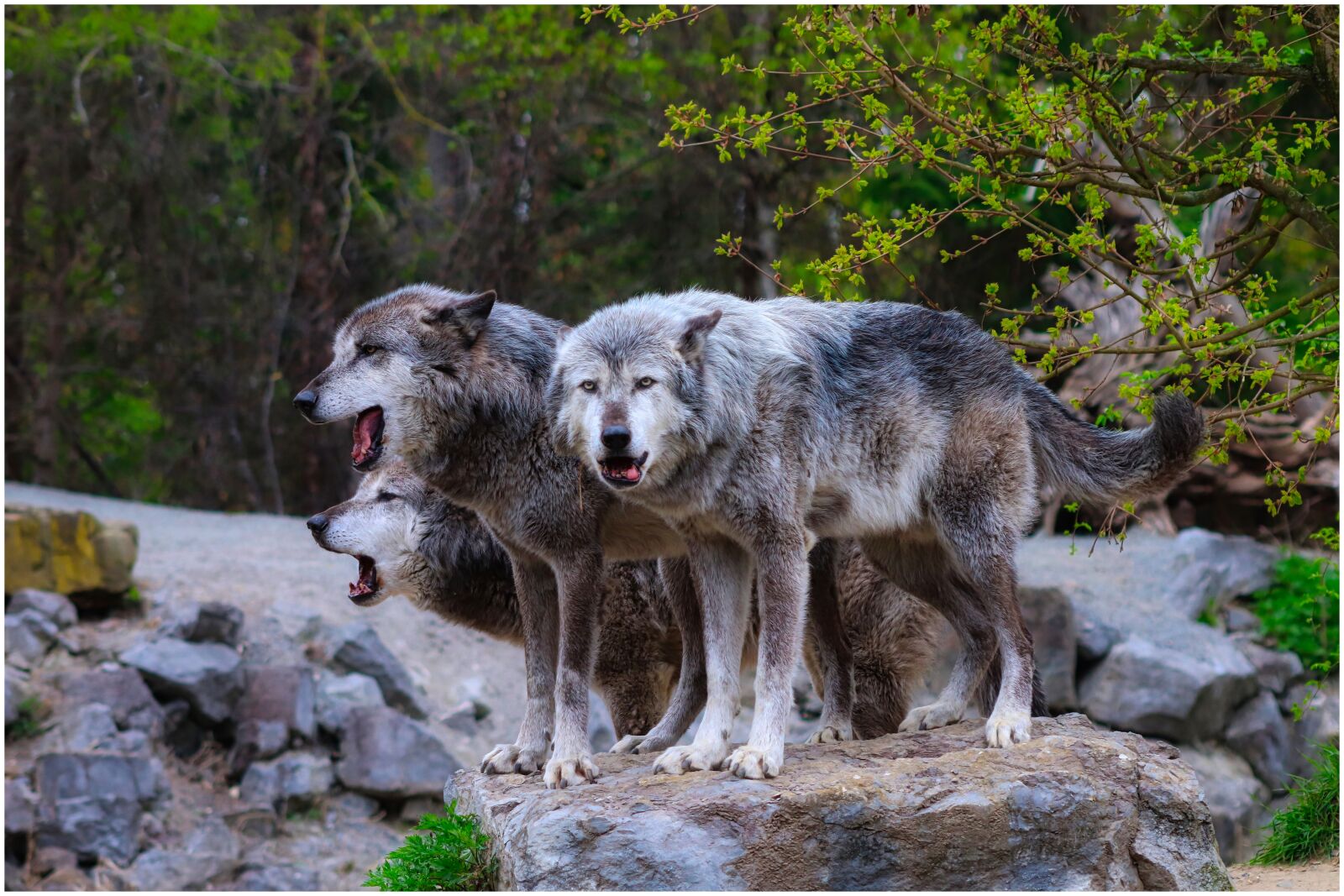 Canon EF75-300mm f/4-5.6 sample photo. Wolves, pack, wolf photography