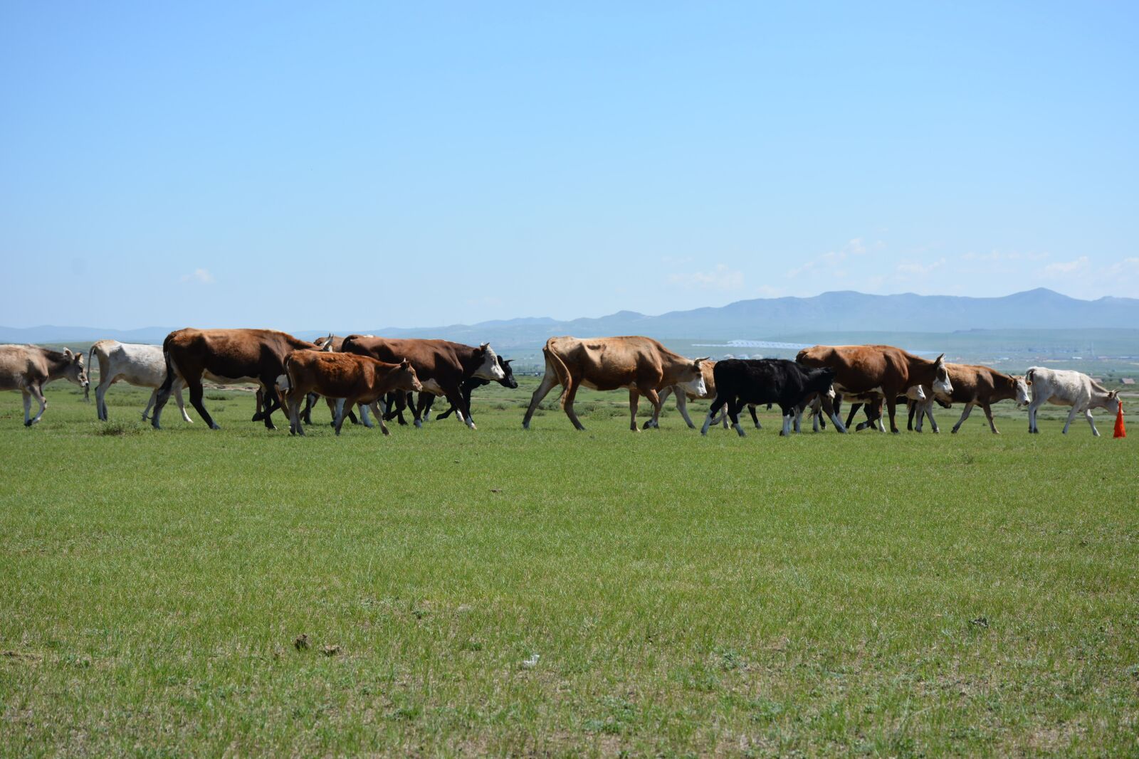 Nikon D7100 sample photo. Livestock, cows, animals photography
