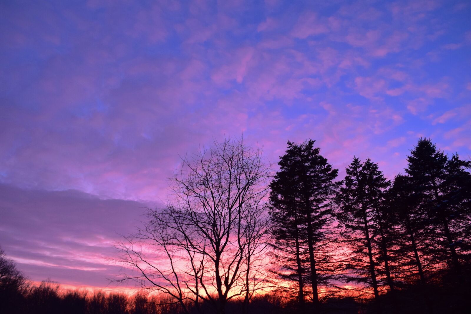 Nikon D3300 sample photo. Sunset, trees, light photography