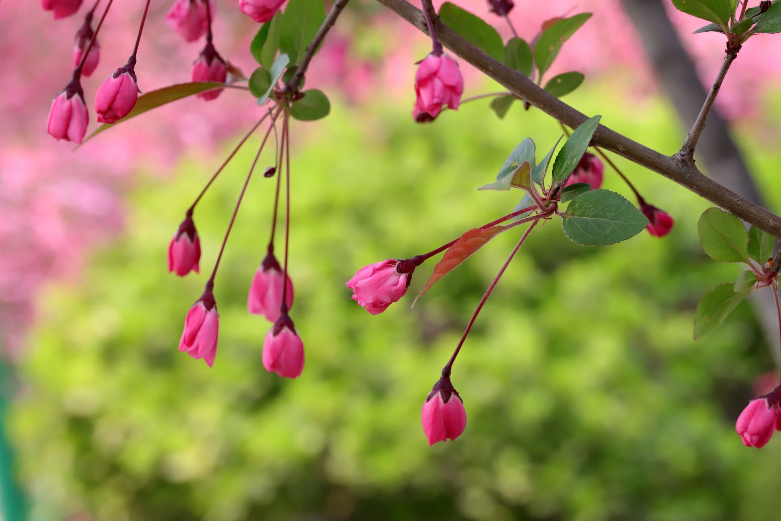Canon EOS 6D Mark II sample photo. Flower apples, flowers and photography