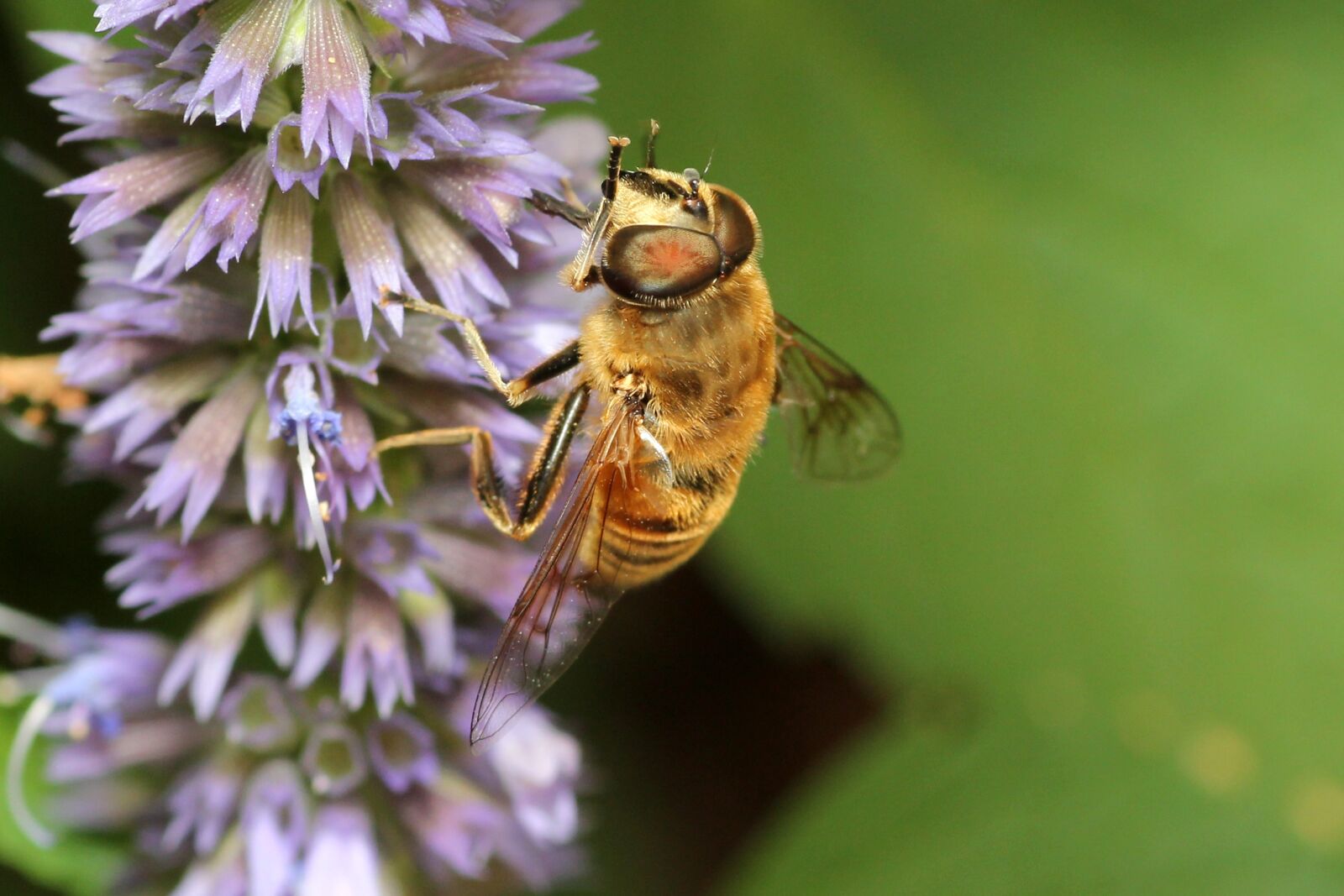 Canon EOS 60D sample photo. Bee, flower, pollination photography