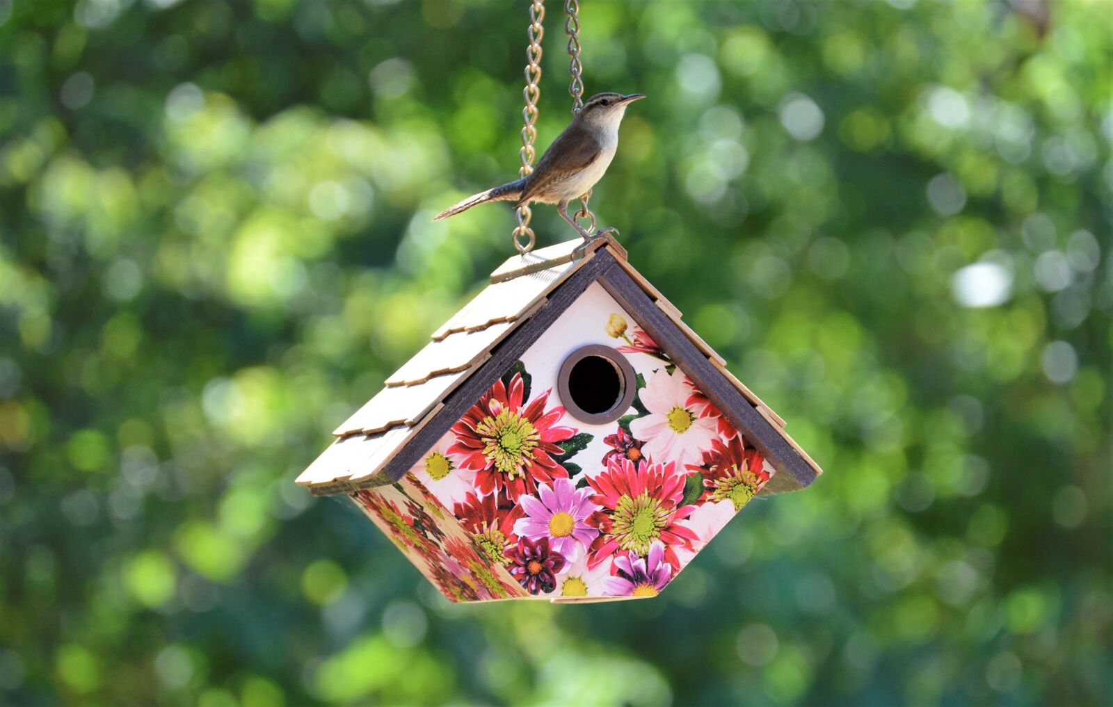 Nikon D3200 sample photo. Birdhouse, bird, garden photography