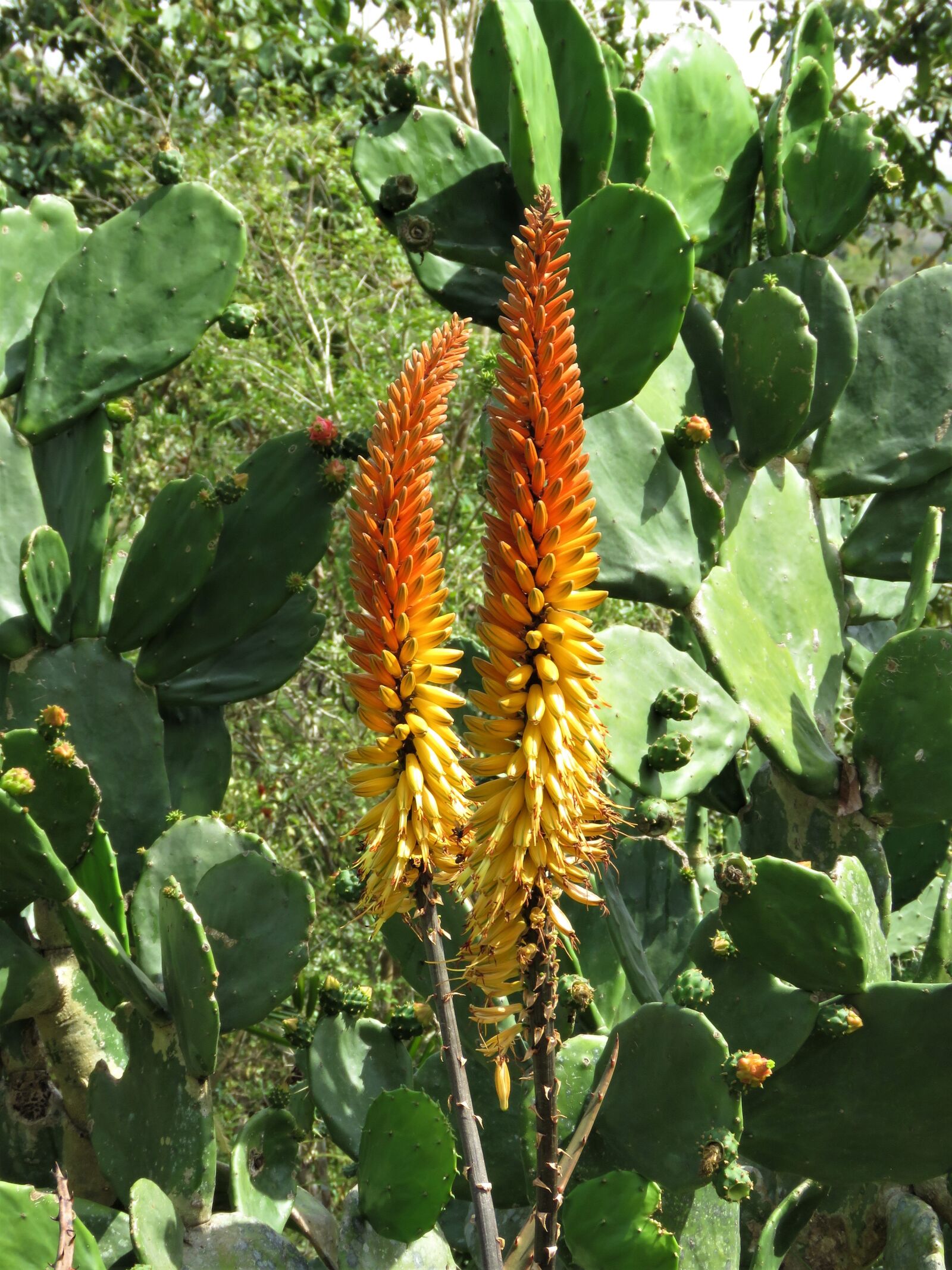 Canon PowerShot SX60 HS sample photo. Tropical flower, orange yellow photography