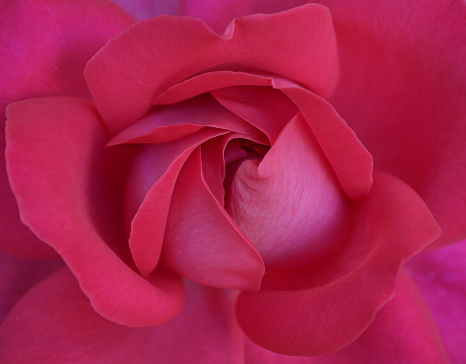Nikon D3200 sample photo. Flower, red, bloom photography