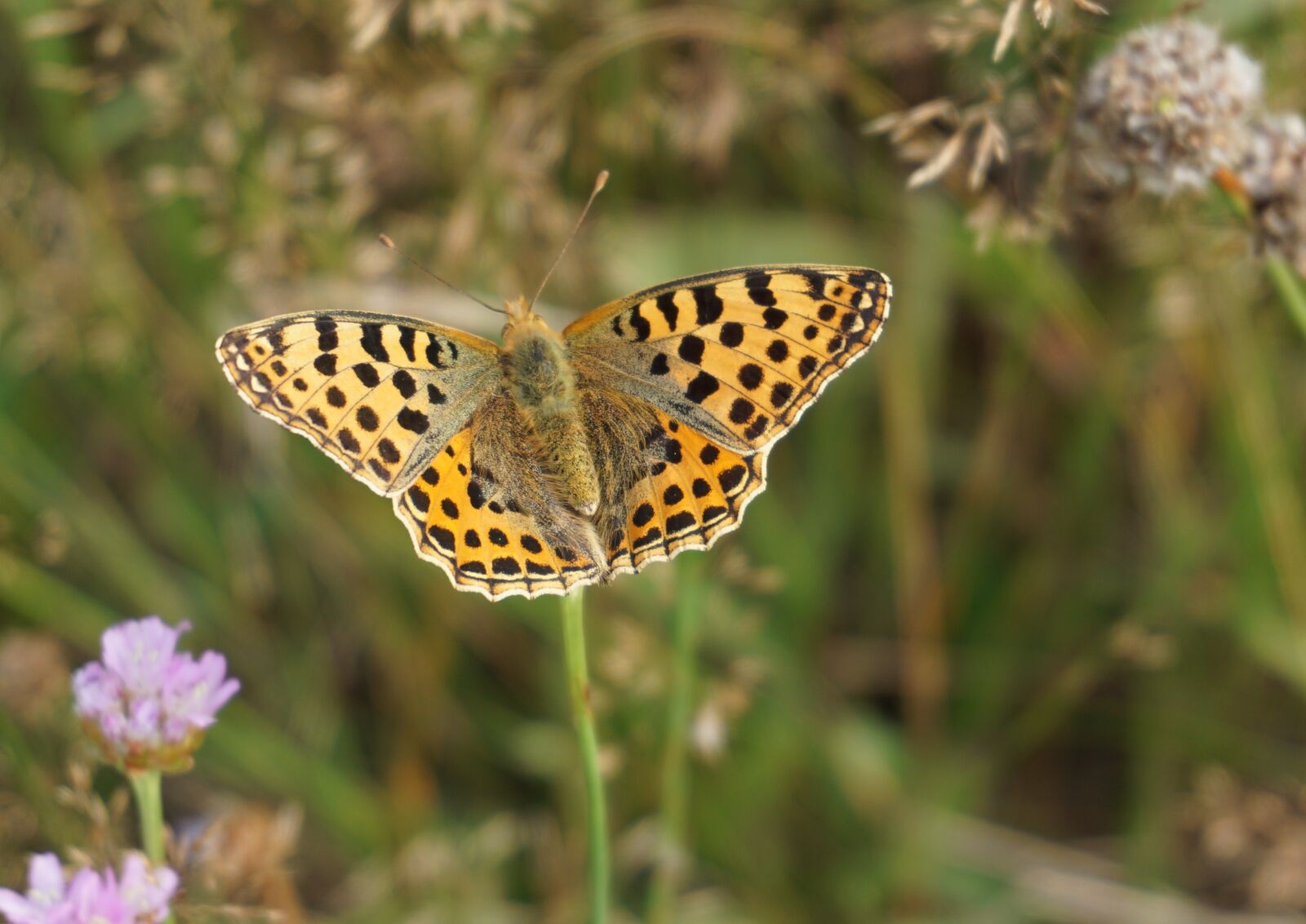Sony a6000 sample photo. Butterfly, insect, close up photography