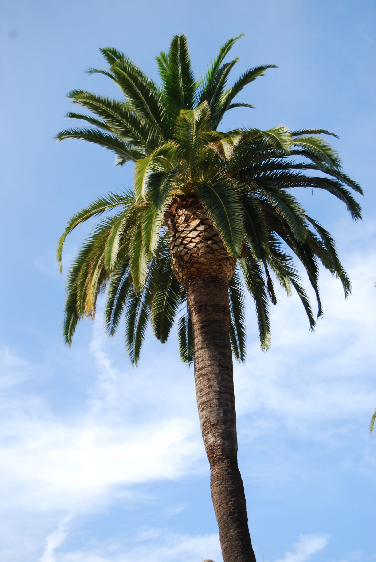 Nikon D40X sample photo. Palm, sun, summer photography
