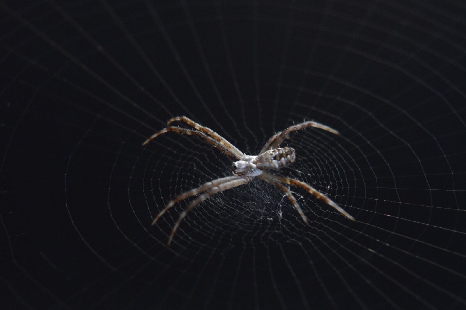 Nikon D5300 sample photo. Spider, web, network photography