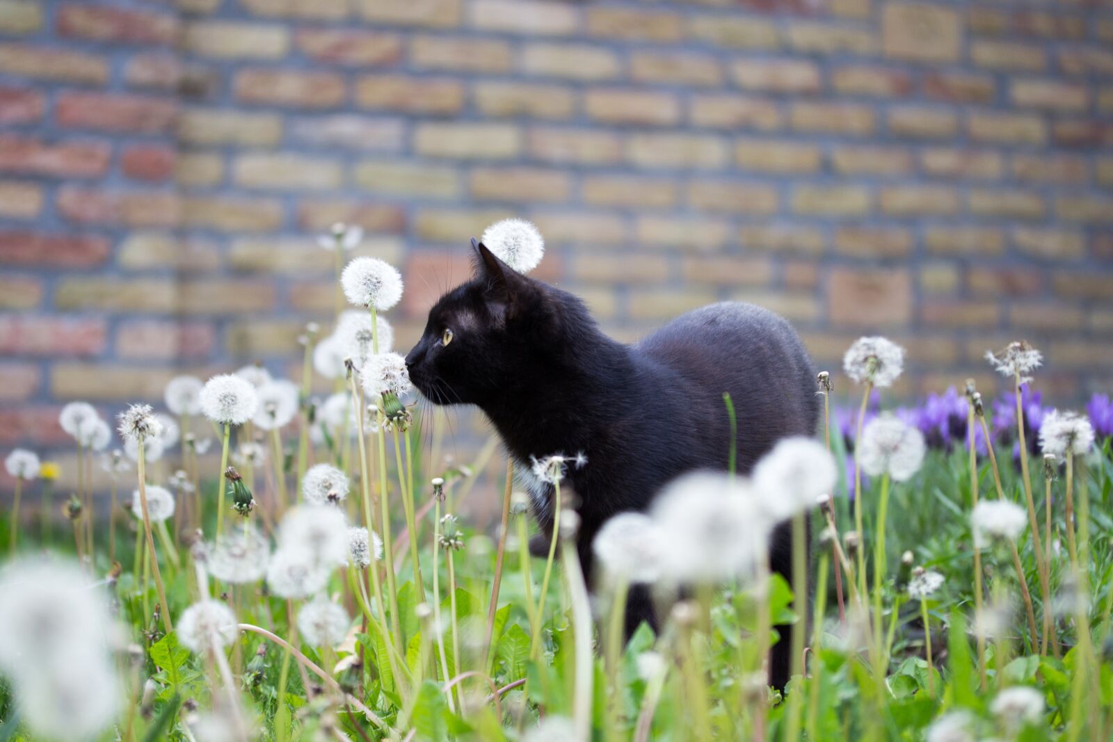Canon EF-S 60mm F2.8 Macro USM sample photo. Black, kitten, cat photography