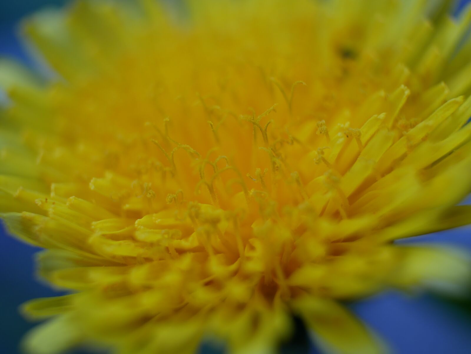 Panasonic DMC-G81 sample photo. Flower, macro, close photography
