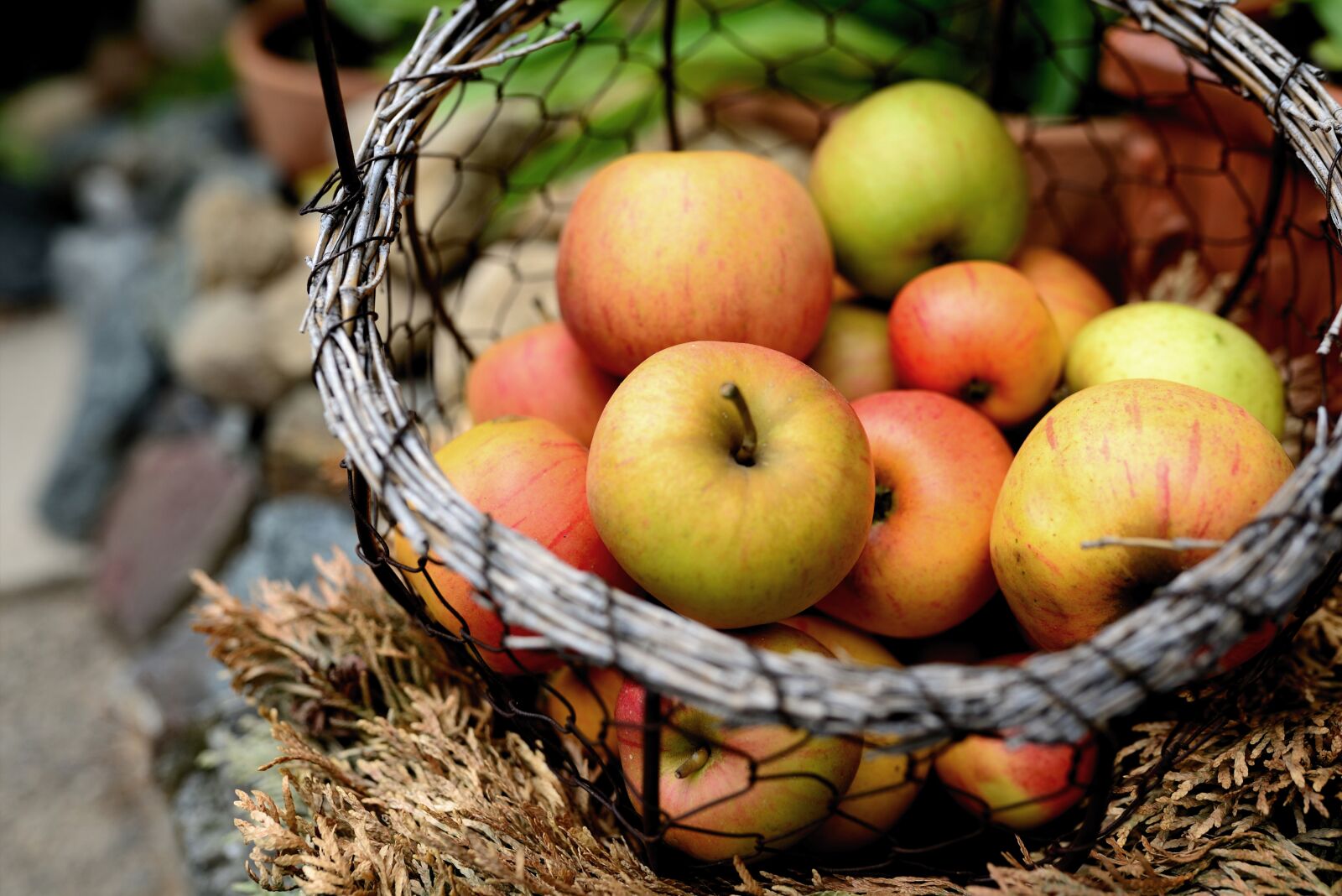 Nikon D610 sample photo. Apples, fruit, food photography