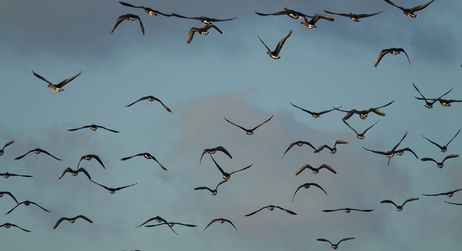 Sony Cyber-shot DSC-RX10 III sample photo. Winter, geese, birds photography