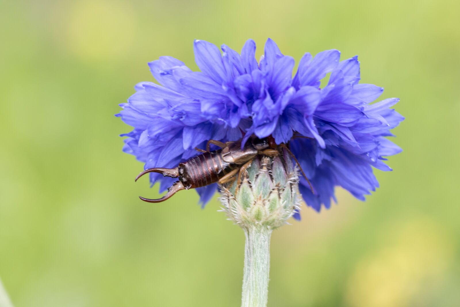 Canon EOS 7D Mark II sample photo. Earwig, earwigs, dermaptera photography