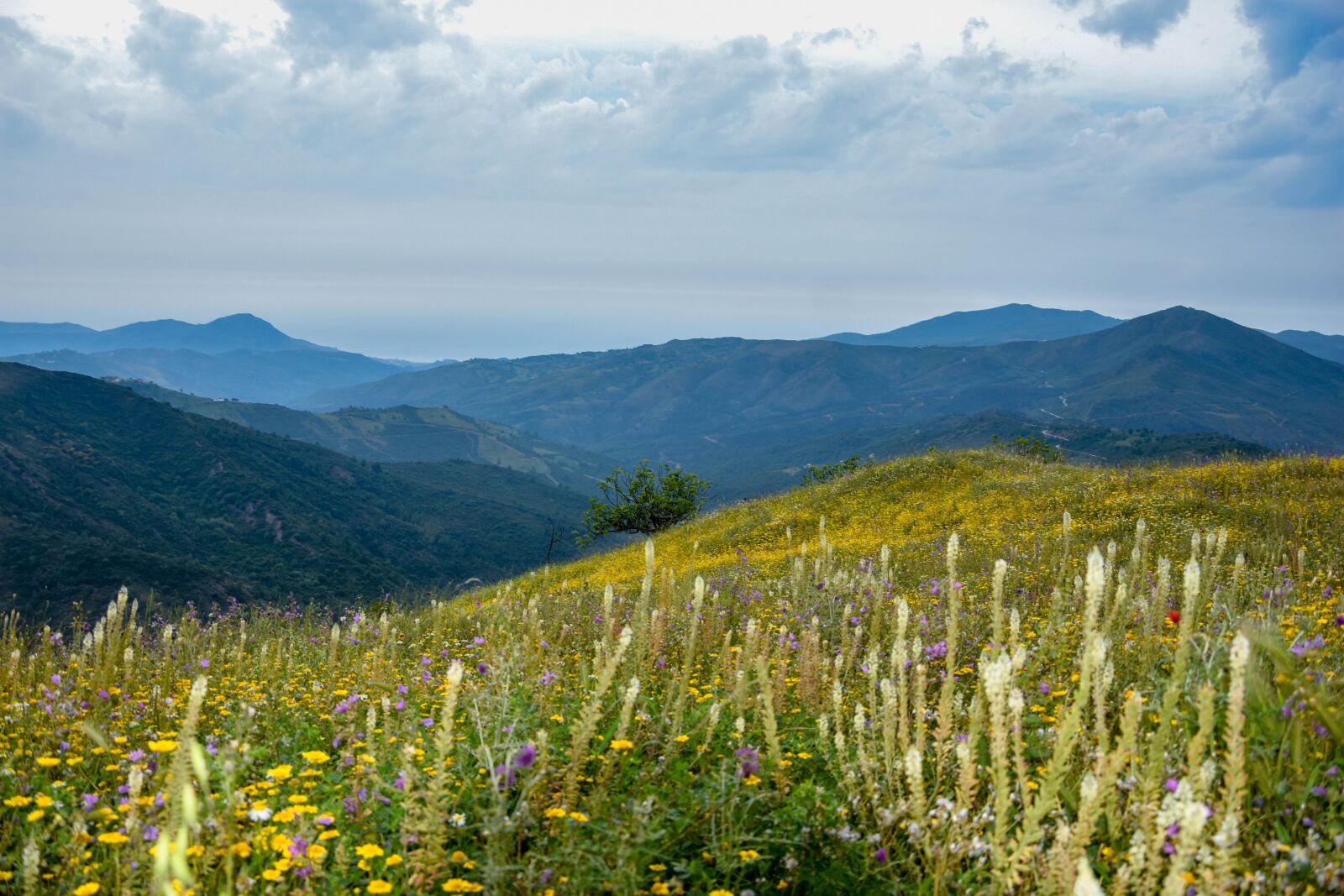 Nikon D3400 sample photo. Kabylia, djebla, algeria photography