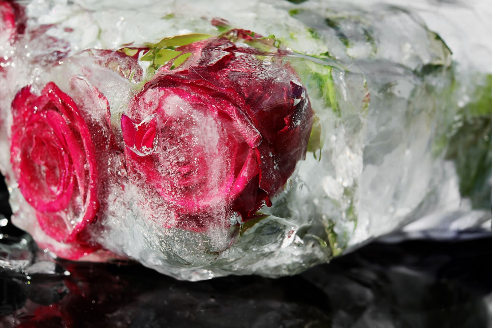 Fujifilm X-T10 + Fujifilm XF 35mm F1.4 R sample photo. Red roses, flower, rose photography