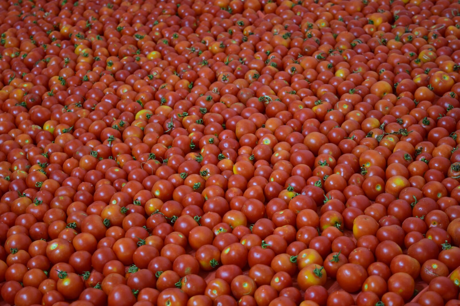 Nikon D3300 sample photo. Background, tomatoes, red photography