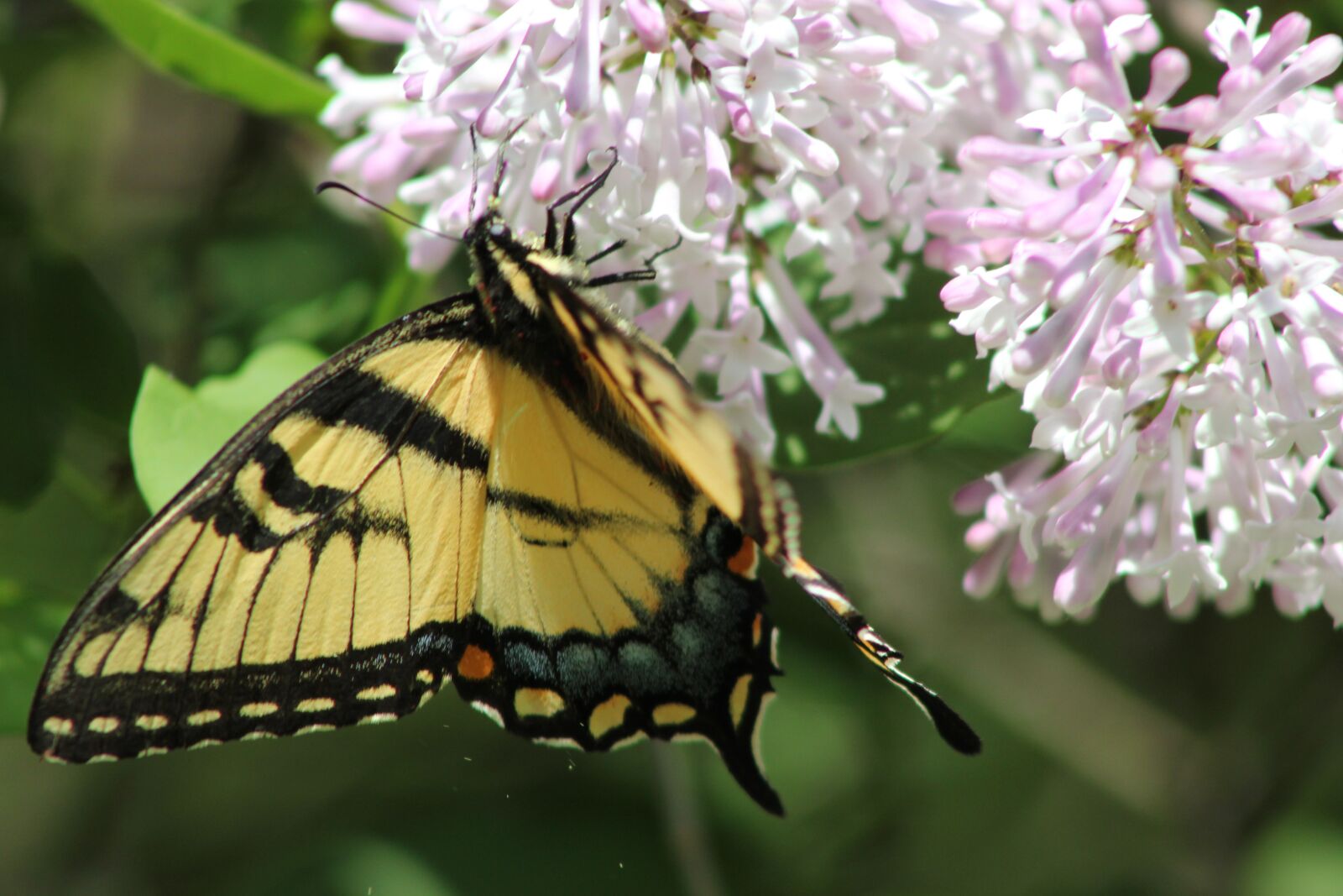Canon EOS 550D (EOS Rebel T2i / EOS Kiss X4) sample photo. Butterfly, swallowtail, animal photography