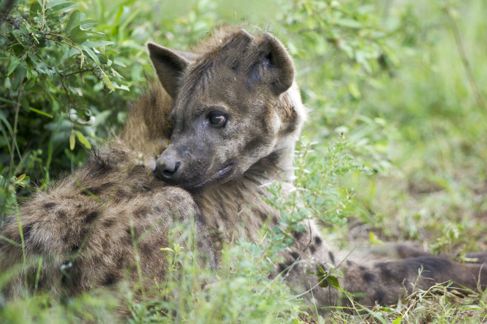 Nikon D3S sample photo. Hyena, safari, wild, wild photography