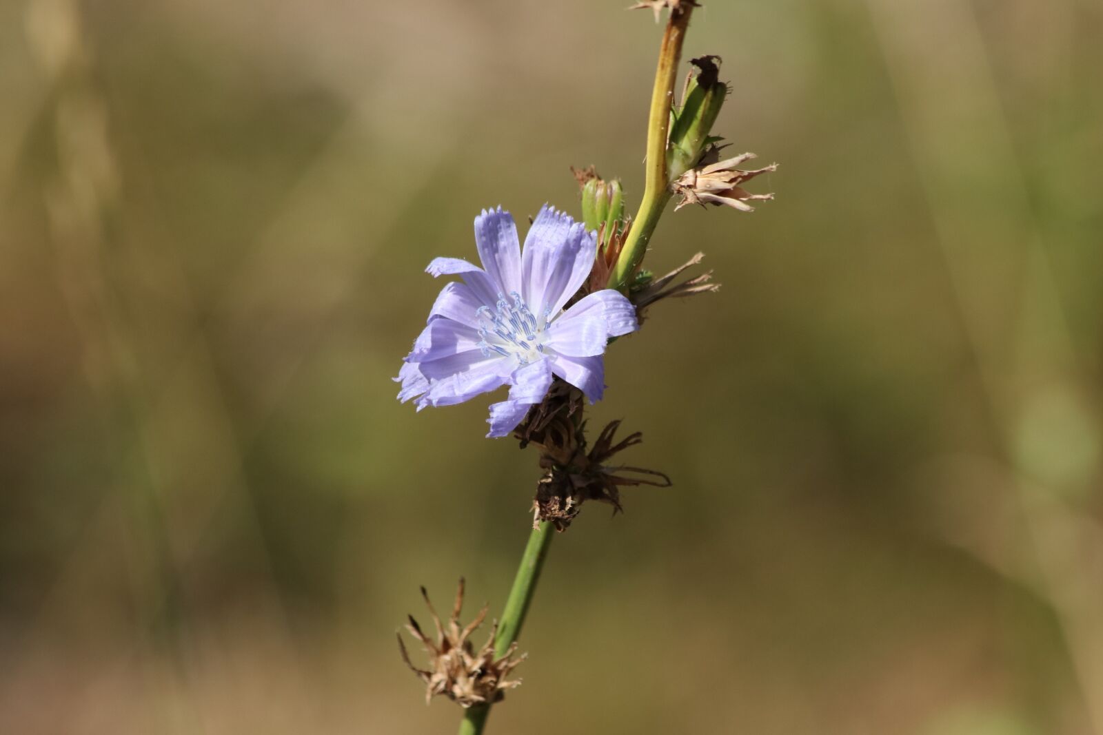 Canon EOS 77D (EOS 9000D / EOS 770D) + Canon EF 70-300mm F4-5.6 IS USM sample photo. Chicory, flower, grass photography