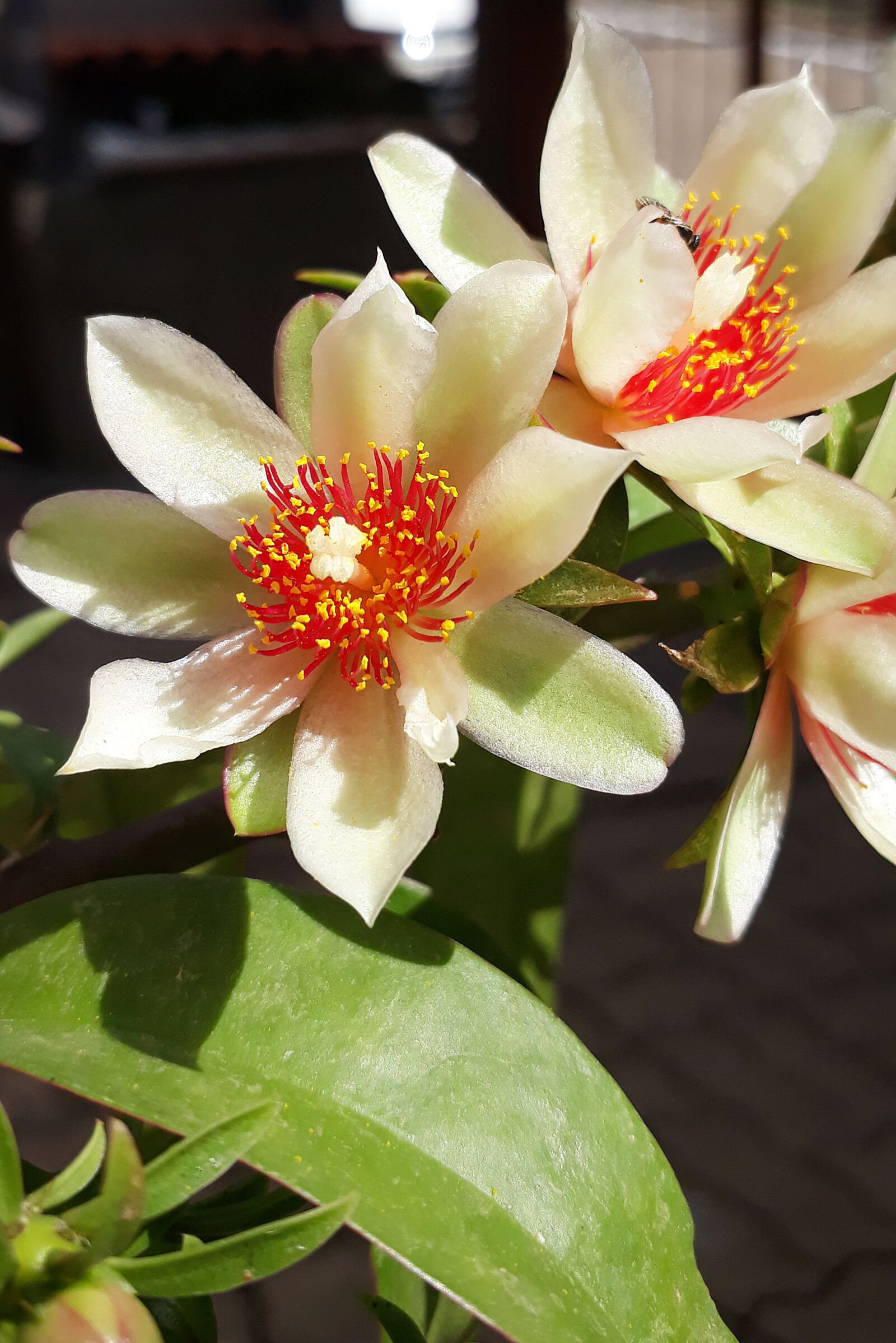 Samsung Galaxy J5 Prime sample photo. The ora-pro-nobis, flower, white photography
