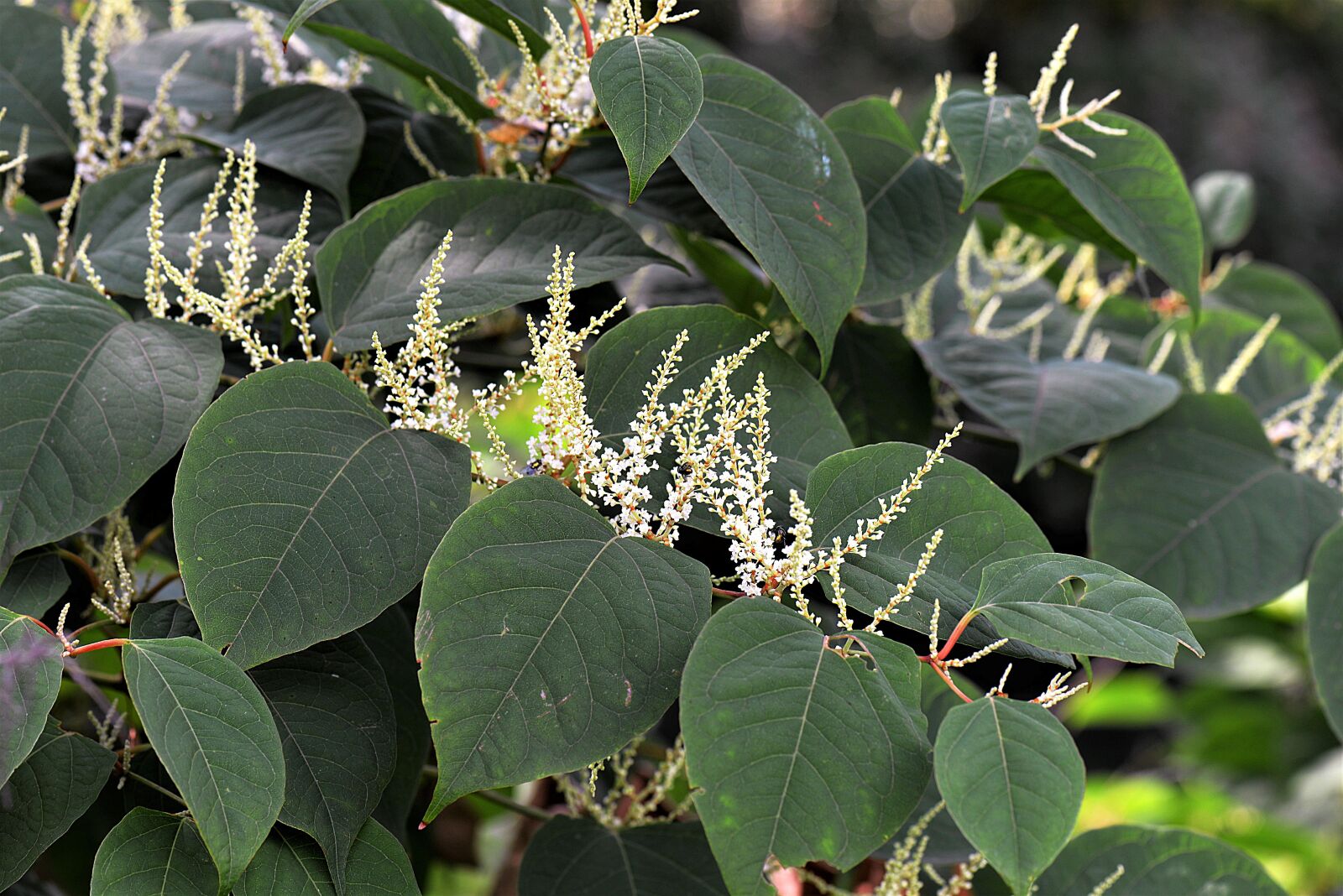Nikon D610 sample photo. Knotweed, bush, plant photography