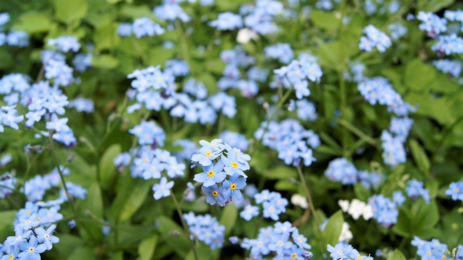 Sony Alpha DSLR-A450 sample photo. Flowers, spring, blue photography